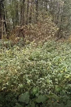 Участок в Московская область, Лосино-Петровский городской округ, д. ...