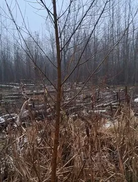 Участок в Московская область, Лосино-Петровский городской округ, д. ...