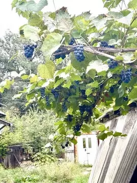 Дом в Самарская область, Сызрань ул. Левина, 54А (89 м)