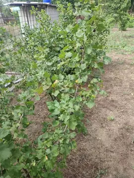 Участок в Ростовская область, Октябрьский район, Красюковское с/пос, ...