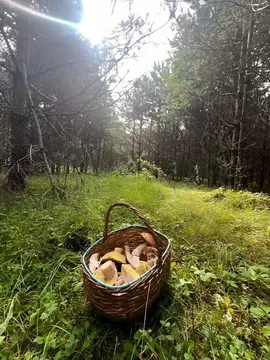 Участок в Владимирская область, Киржачский муниципальный округ, д. ...