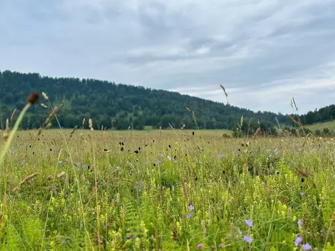 Участок в Алтай, Чемальский район, Аносинское с/пос  (13.1 сот.)