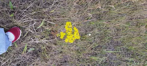 Участок в Челябинская область, Красноармейский район, д. Сычево  (15.0 ...