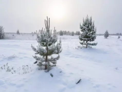 Участок в Тюменская область, Тюменский муниципальный округ, с. Успенка ...