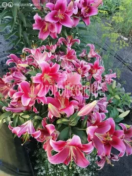 Дом в Омск, ГСК Центральный (20 м)