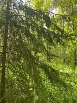 Участок в Свердловская область, Первоуральск муниципальный округ, д. ...