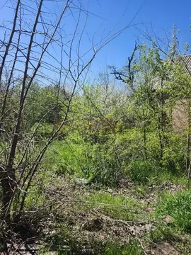 Участок в Ростовская область, Новочеркасск № 9 садовое товарищество, ...