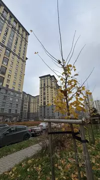 2-к кв. Санкт-Петербург ул. Дыбенко, 3 (62.4 м)