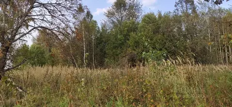 Участок в Московская область, Талдомский городской округ, д. Князчино  ...
