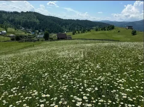 Участок в Алтай, Майминский район, с. Кызыл-Озек ул. Калиновая, 48 ...