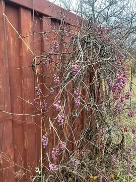 Участок в Курская область, Курский район, Пашковский сельсовет, ...
