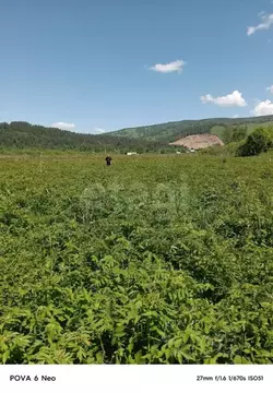 Участок в Алтай, Майминский район, с. Кызыл-Озек ул. Малиновая, 3 ...
