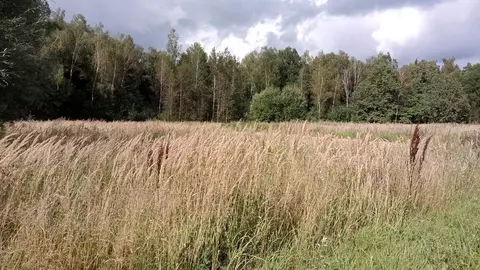 Участок в Московская область, Егорьевск муниципальный округ, д. Михали ...