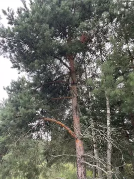 Участок, 12 сот., сельхоз (снт или днп)