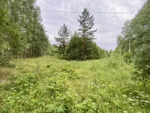 Участок в Псковская область, Гдовский муниципальный округ, д. Ореховцы ...