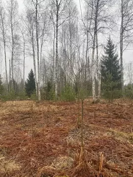 Участок в Ленинградская область, Всеволожский район, Куйвозовское ...