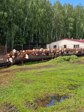 Участок в Владимирская область, Киржачский муниципальный округ, д. ...