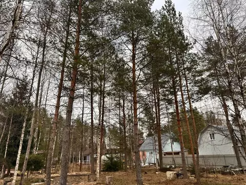 Участок в Выборгский район, Рощинское городское поселение, территория ...