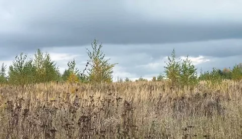 Участок в Московская область, Кашира городской округ, д. Колтово  ...