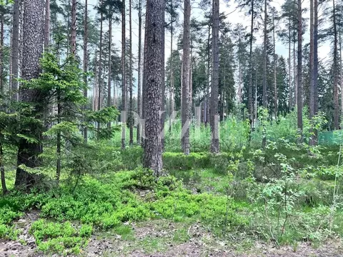 Участок в Санкт-Петербург, Санкт-Петербург, Зеленогорск  (37.84 сот.)