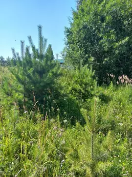 Участок в Свердловская область, Белоярский муниципальный округ, ...