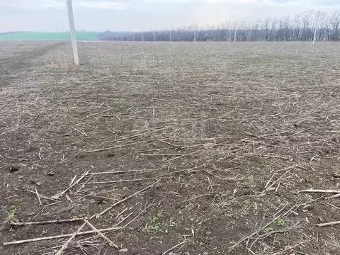 Участок в Ростовская область, Мясниковский район, с. Большие Салы ул. ...