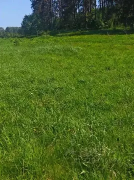 Участок в Московская область, Рузский муниципальный округ, д. Орешки  ...