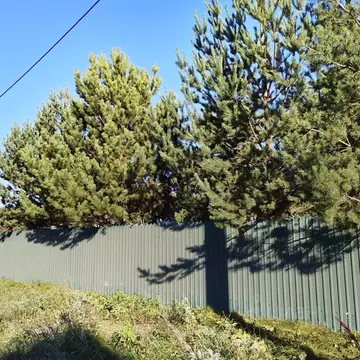 Участок в Нижегородская область, Бор муниципальный округ, пос. ...