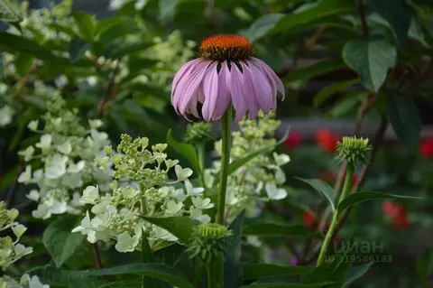 Участок в Оренбургская область, Оренбургский район, Нежинский ...