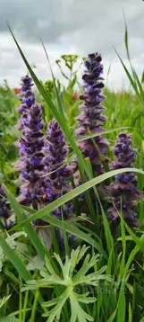 Участок в Ставропольский край, Ставрополь Престиж садоводческое ...