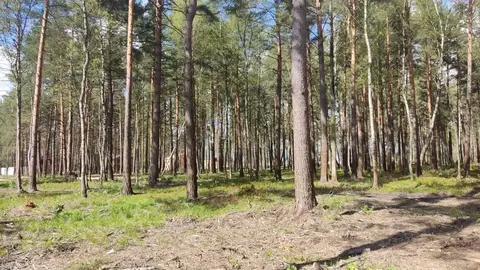 Участок в Московская область, Богородский городской округ, Золотой ...