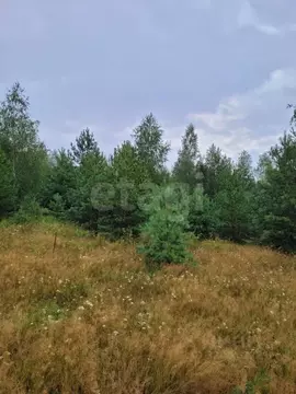 Участок в Мордовия, Кочкуровский район, с. Новая Пырма  (16.0 сот.)