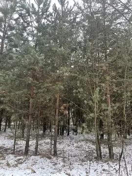 Участок в Московская область, Павлово-Посадский городской округ, с. ...