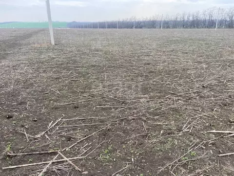 Участок в Ростовская область, Мясниковский район, с. Большие Салы ул. ...