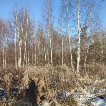 Участок в Московская область, Павлово-Посадский городской округ, д. ...