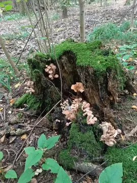 Участок в Липецкая область, Хлевенский муниципальный округ, с. ...