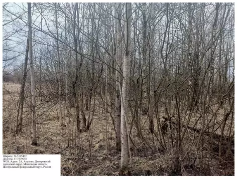 Участок в Московская область, Дмитровский муниципальный округ, д. ...