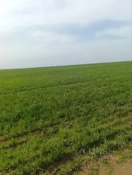 Участок в Крым, Сакский район, Суворовское с/пос, с. Великое ул. ...