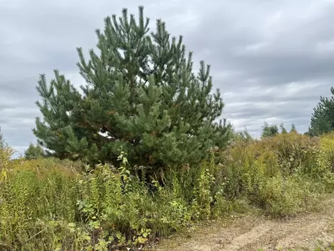 Участок в Калужская область, Калуга городской округ, д. Тинино ул. ...