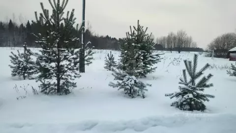 Участок в Вологодская область, Вологодский муниципальный округ, пос. ...