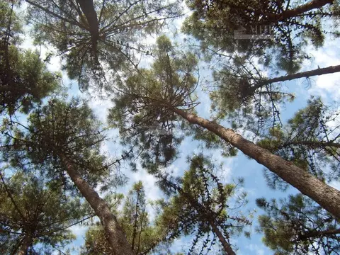 Участок в Московская область, Одинцовский городской округ, д. Жуковка ...