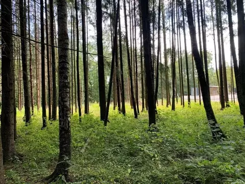 Участок в Московская область, Химки Новогорск Лес ТСН,  (17.5 сот.)