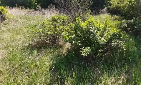 Участок в Амурская область, Благовещенск пос. Моховая Падь,  (13.0 ...