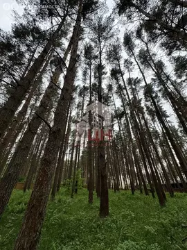 Участок в Тверская область, Конаковский муниципальный округ, деревня ...