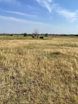 Участок в Ростовская область, Азовский район, Елизаветинское с/пос, ...