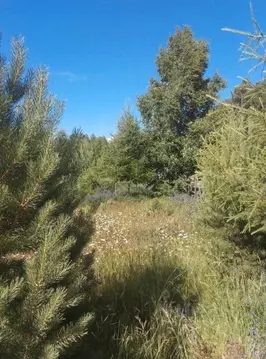 Участок в Бурятия, Кабанский район, с. Сухая Байкальская ул. (8.0 ...