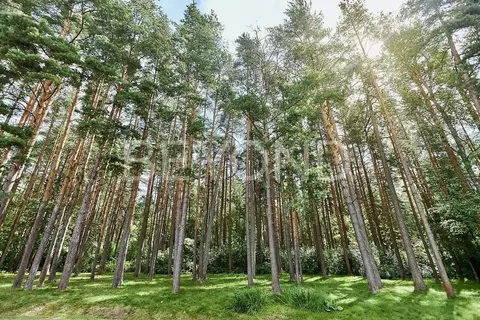 Участок в Санкт-Петербург, Санкт-Петербург, Сестрорецк Парковая ул., ...