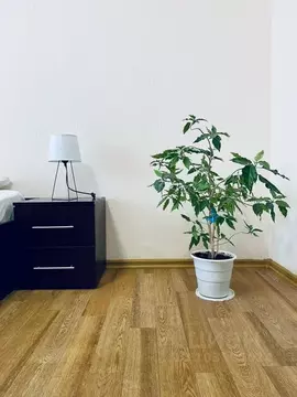 1-к кв. Челябинская область, Миасс просп. Октября, 67 (49.0 м)