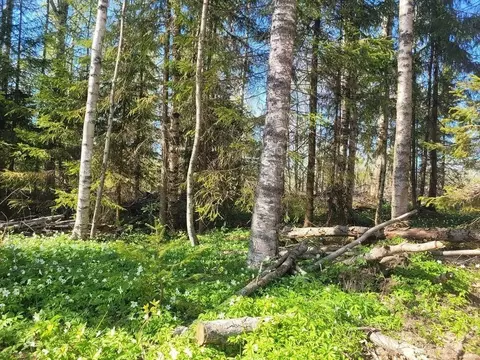 Участок в Ленинградская область, Приозерский район, Сосновское с/пос, ...