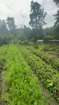 Участок в Свердловская область, Верхняя Пышма городской округ, пос. ...
